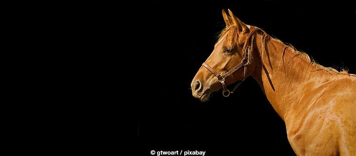 <i>Pferdesport</i><br>Pferd International
