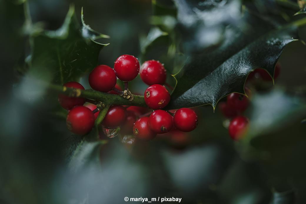 WinterWunderWerk 2026