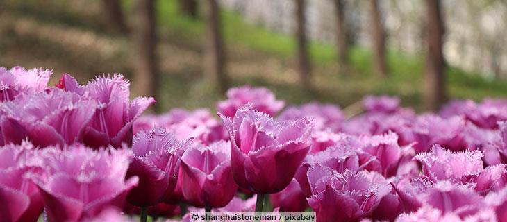 Alter Botanischer Garten