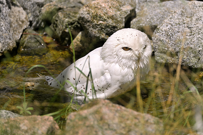 115 Jahre Tierpark Hellabrunn - Jubiläumsfest am 1. August 2026