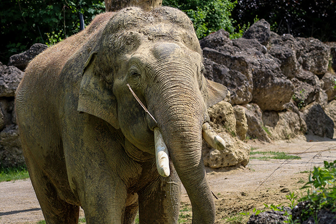 115 Jahre Tierpark Hellabrunn - Jubiläumsfest am 1. August 2026