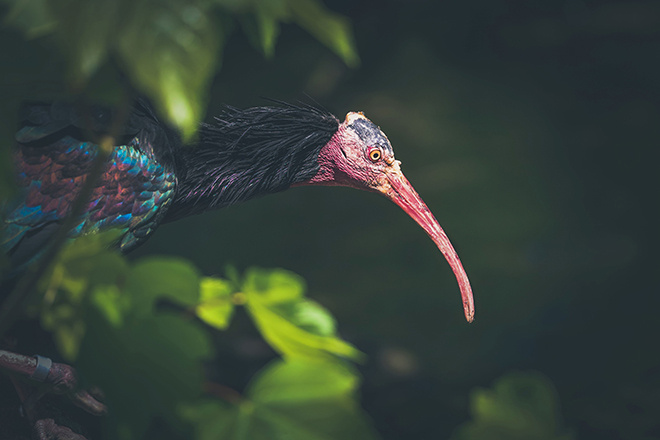 115 Jahre Tierpark Hellabrunn - Jubiläumsfest am 1. August 2026