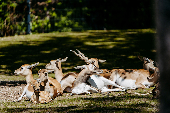 115 Jahre Tierpark Hellabrunn - Jubiläumsfest am 1. August 2026