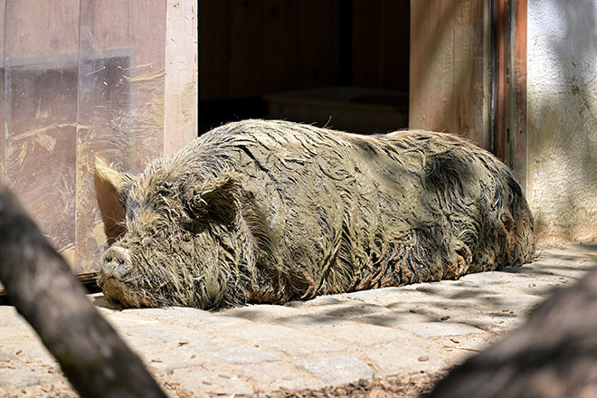 115 Jahre Tierpark Hellabrunn - Jubiläumsfest am 1. August 2026