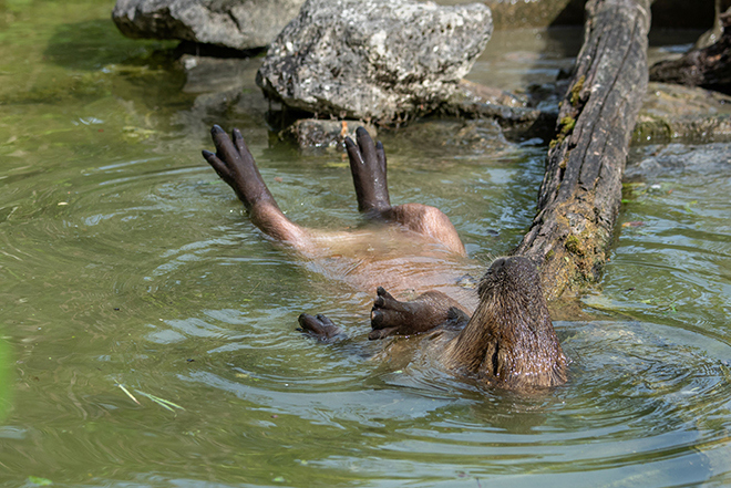 115 Jahre Tierpark Hellabrunn - Jubiläumsfest am 1. August 2026