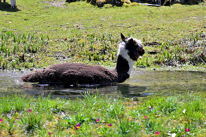 115 Jahre Tierpark Hellabrunn - Jubiläumsfest am 1. August 2026