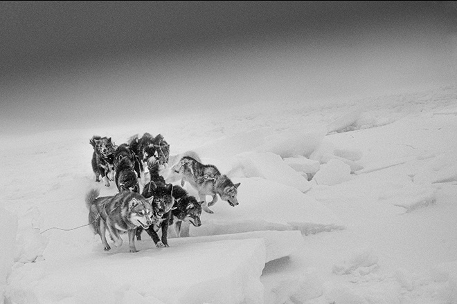 Schlittenhunde gehören seit Jahrhunderten zum Leben der Inuit und sind bis heute unverzichtbare Begleiter.