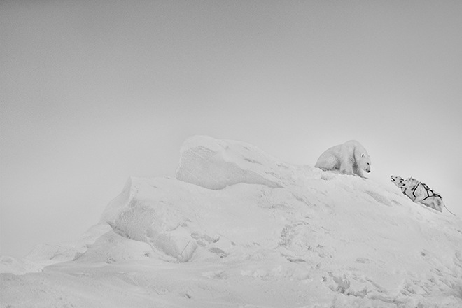 Begegnungen zwischen Eisbären und Schlittenhunden gehören zum Alltag der arktischen Jäger.