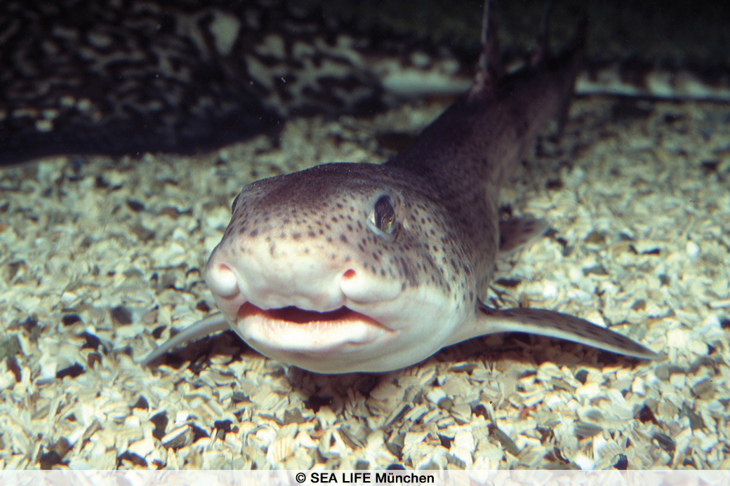 SEA LIFE