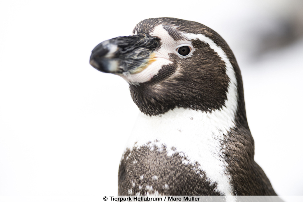Humboldt-Pinguin, Tierpark Hellabrunn