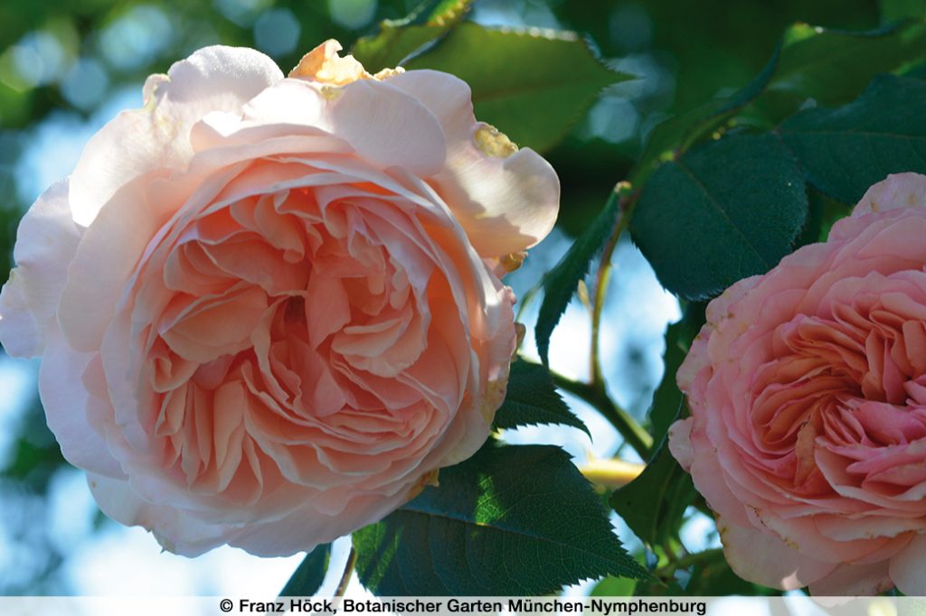 Rosenschau im Botanischen Garten | München Online