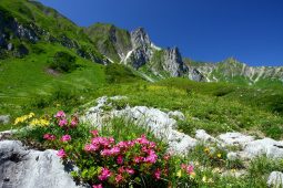 spring in the alps