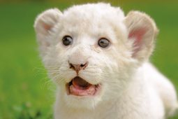 Der weiße Löwe, Loewe_IanZA_pixabay