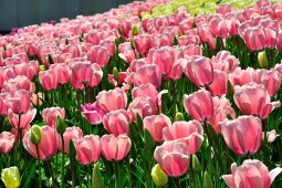 Gartenschauen,tulip, Tulpen 2