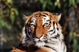 Georg Kreisler, Tigerfest, Tiger_Ralphs_Fotos_Pixabay