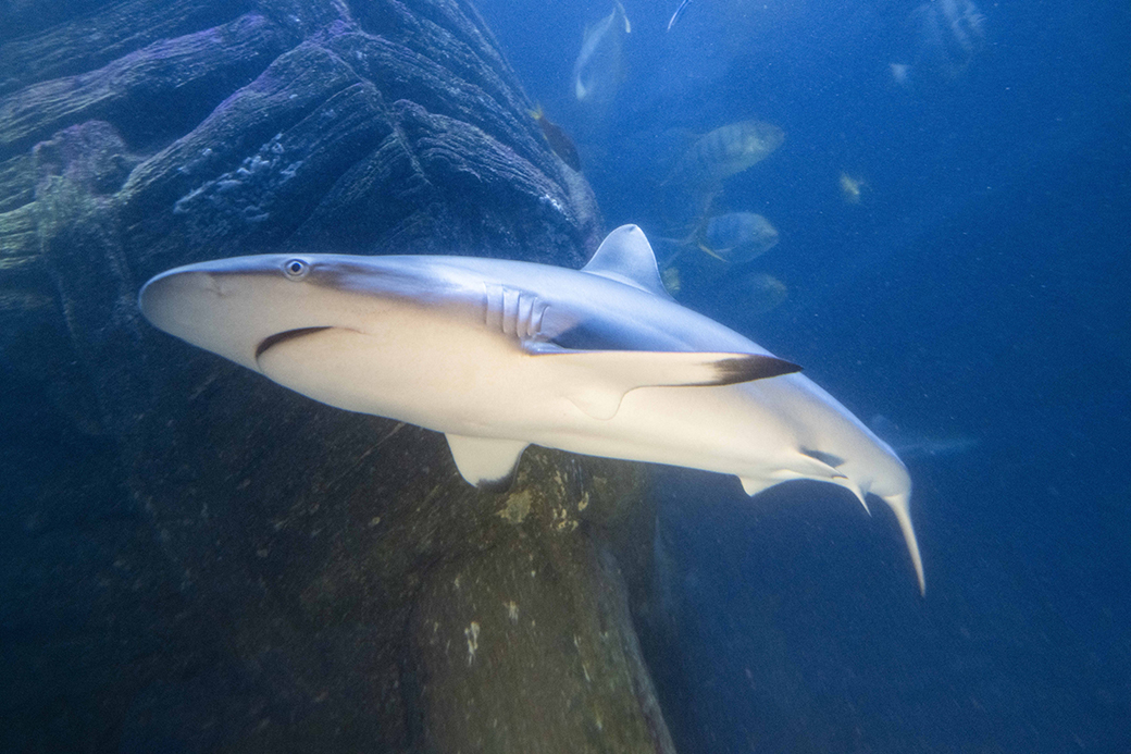 Nikolaus und Knecht Ruprecht tauchen mit den Fischen des Meerwasser-Aquariums, SeaLife, Olympiapark Muenchen. 30.11.2023
©Martin Hangen/hangenfoto