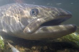 Jagd- und Fischereimuseum, 0825JagdFischereiMuseum