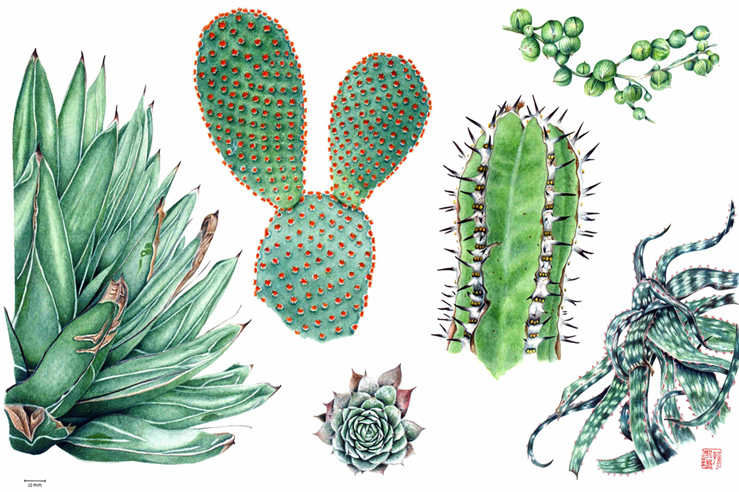botanische Kunstausstellung München, TT_07_25_Bot-Garten_Succulents_colour_correct_4MB_Kailin_Bildergalerie-scaled_LP_1040x693