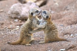 Kindertag Tierpark Hellabrunn, 0925Tierpark