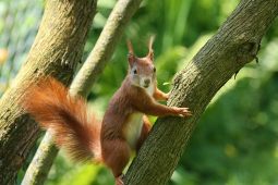 Jexhörnchens Abenteuer im Wald, 0626Jexhof