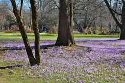 TT_05_26_Buchberg_Fueller_ritae-the-old-botanical-garden-2150368_1920_LP_1040x693