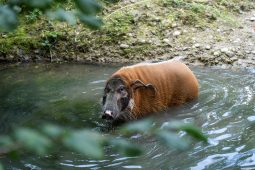 Tierpark Hellabrunn Jubiläum, TT_07_26_Tierpark_Hellabrunn_2024-0_4_LP_1040x693