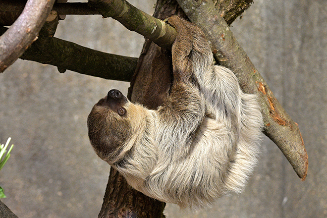 Tierpark Hellabrunn Jubiläum, TT_07_26_Tierpark_Slider_660x440